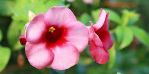 Ni buganvillas ni jazmines: la planta trepadora que llena de flores balcones y terrazas todo el verano sin apenas cuidados