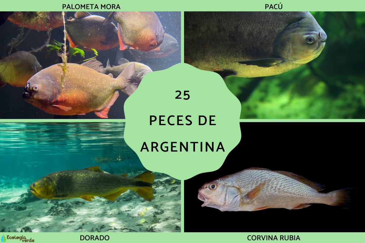 Peces de Argentina