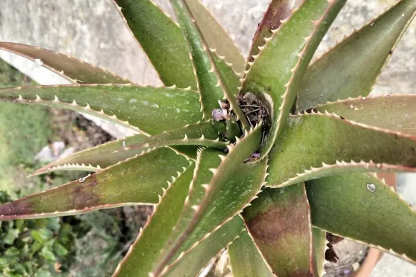 Aloe vera: enfermedades, plagas y soluciones - Gua de jardinera