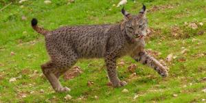 Avistado un lince ibérico en Euskadi: un regreso histórico tras más de un siglo