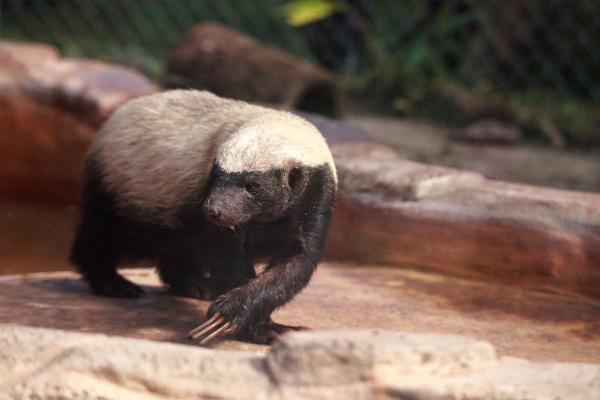 Tejón de la miel - Características del tejón de la miel 