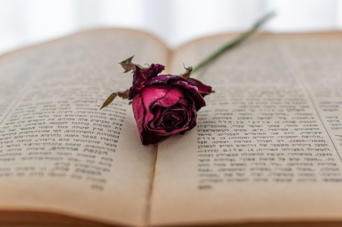 Cómo secar una rosa