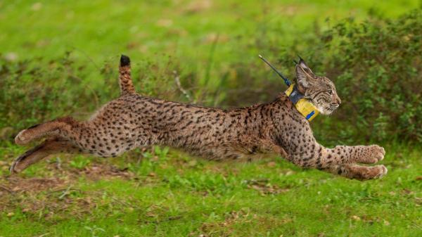 Avistado un lince ibérico en Euskadi: un regreso histórico tras más de un siglo - La explicación al histórico avistamiento del lince ibérico en Euskadi