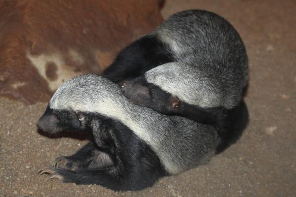 Tejón de la miel - Reproducción del tejón de la miel 