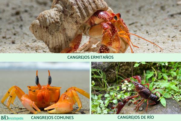 ¿El cangrejo es vertebrado o invertebrado? - Clasificación de los cangrejos
