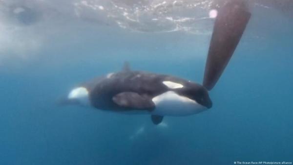 Los científicos explican por qué las orcas chocan con los barcos: “Están practicando para pescar atunes sin que se les escapen” - El atún rojo puede tener la clave de por qué persiguen a los barcos