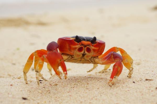 ¿El cangrejo es vertebrado o invertebrado?