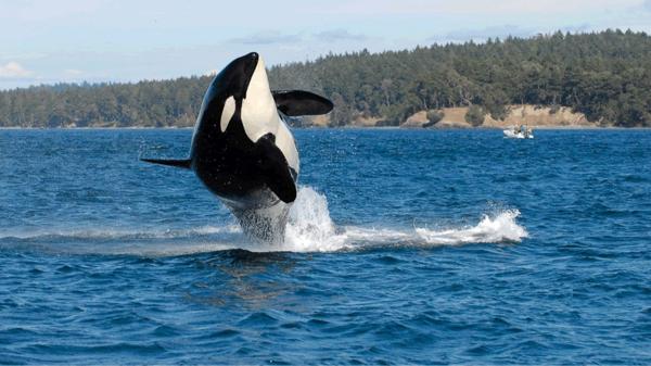Los científicos explican por qué las orcas chocan con los barcos: “Están practicando para pescar atunes sin que se les escapen” - “Están practicando para pescar”: la sorprendente explicación de los científicos