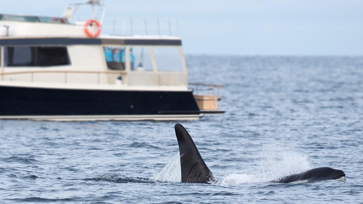 Los científicos explican por qué las orcas chocan con los barcos: “Están practicando para pescar atunes sin que se les escapen”