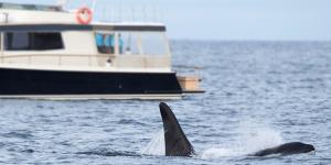 Los científicos explican por qué las orcas chocan con los barcos: “Están practicando para pescar atunes sin que se les escapen”