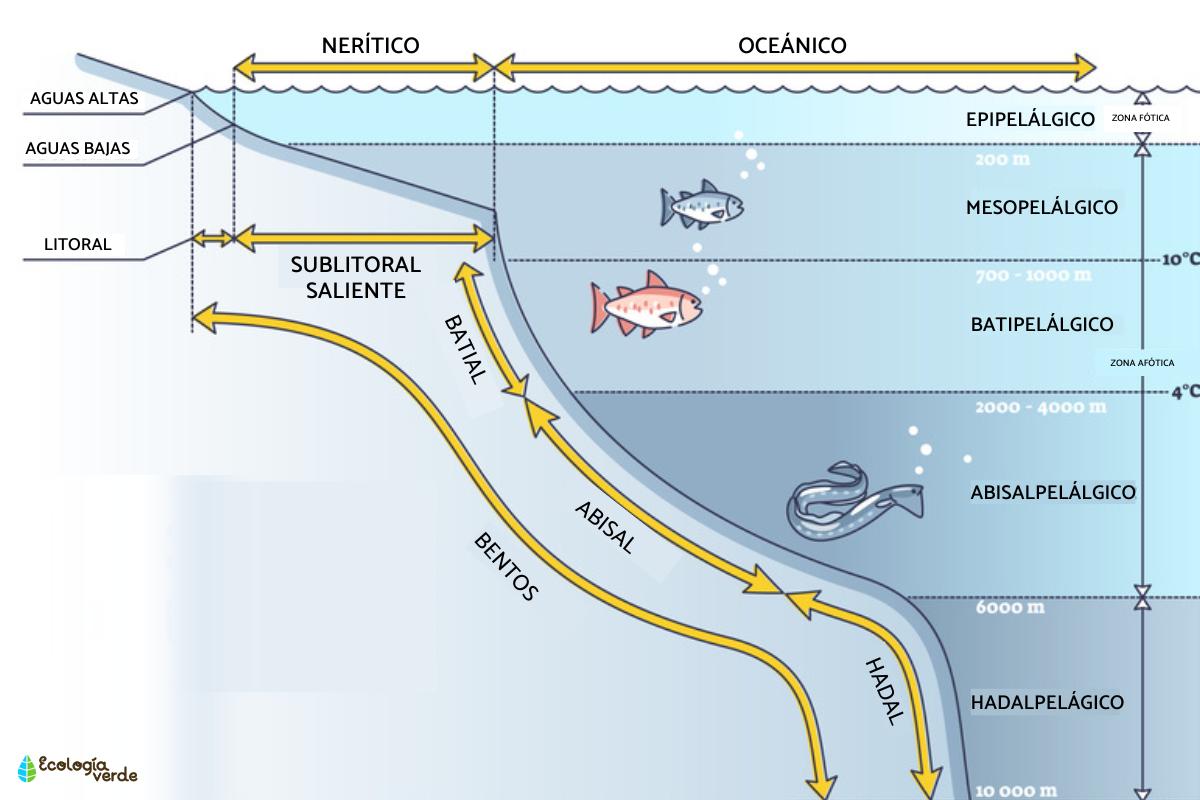 Zona hadal: qué es, flora y fauna