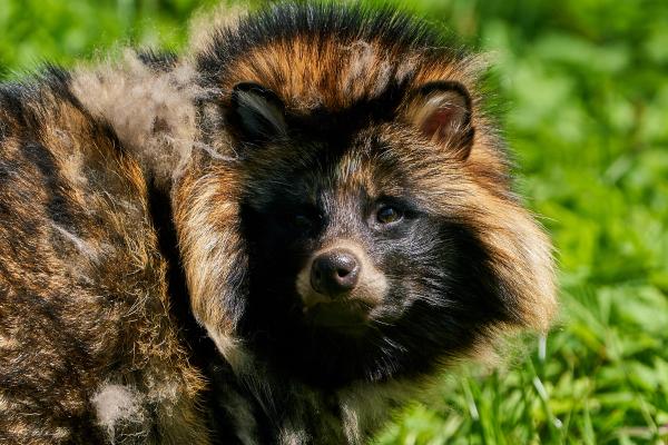 Tanuki o Nyctereutes procyonoides - Amenazas y conservación del mapache japonés