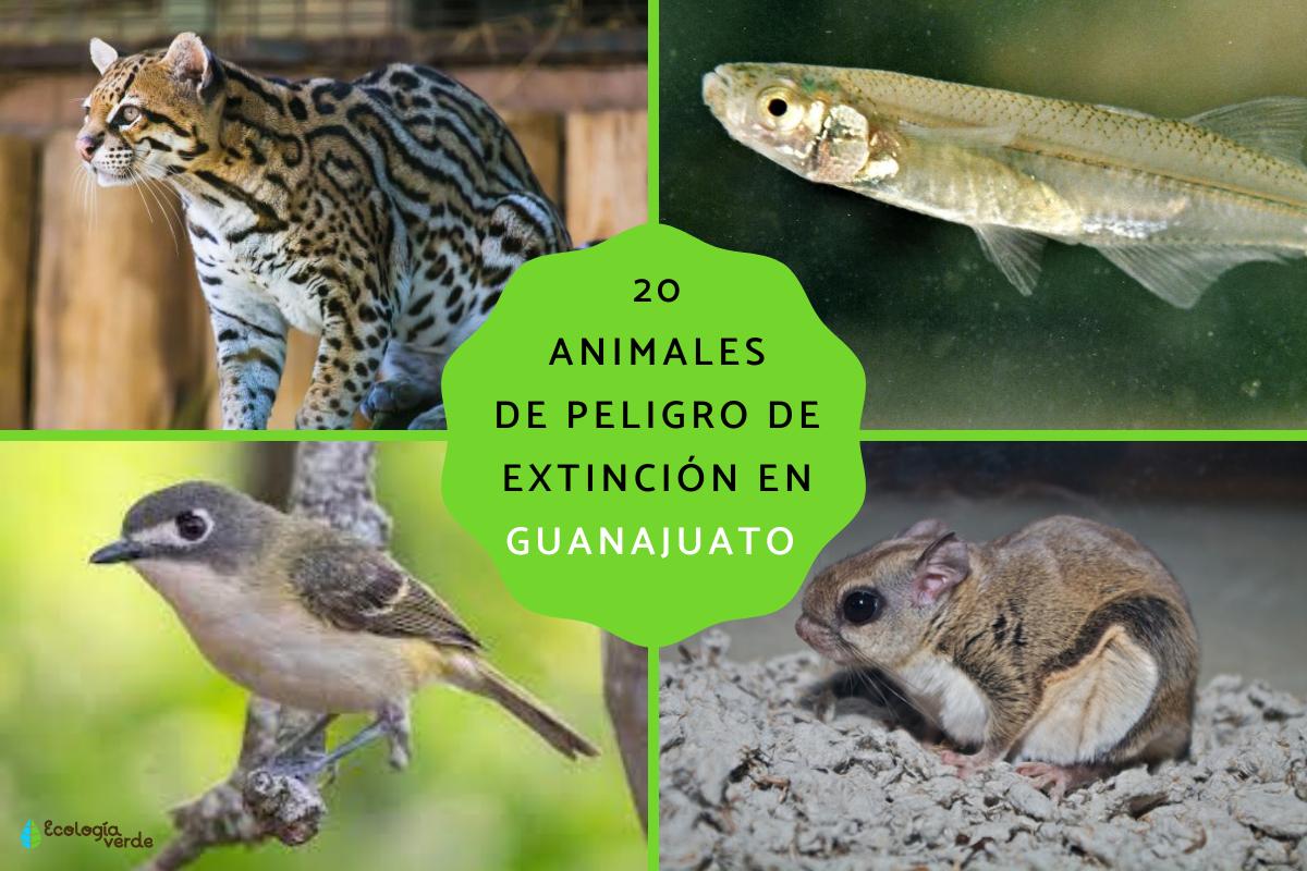 Animales en peligro de extinción en Guanajuato