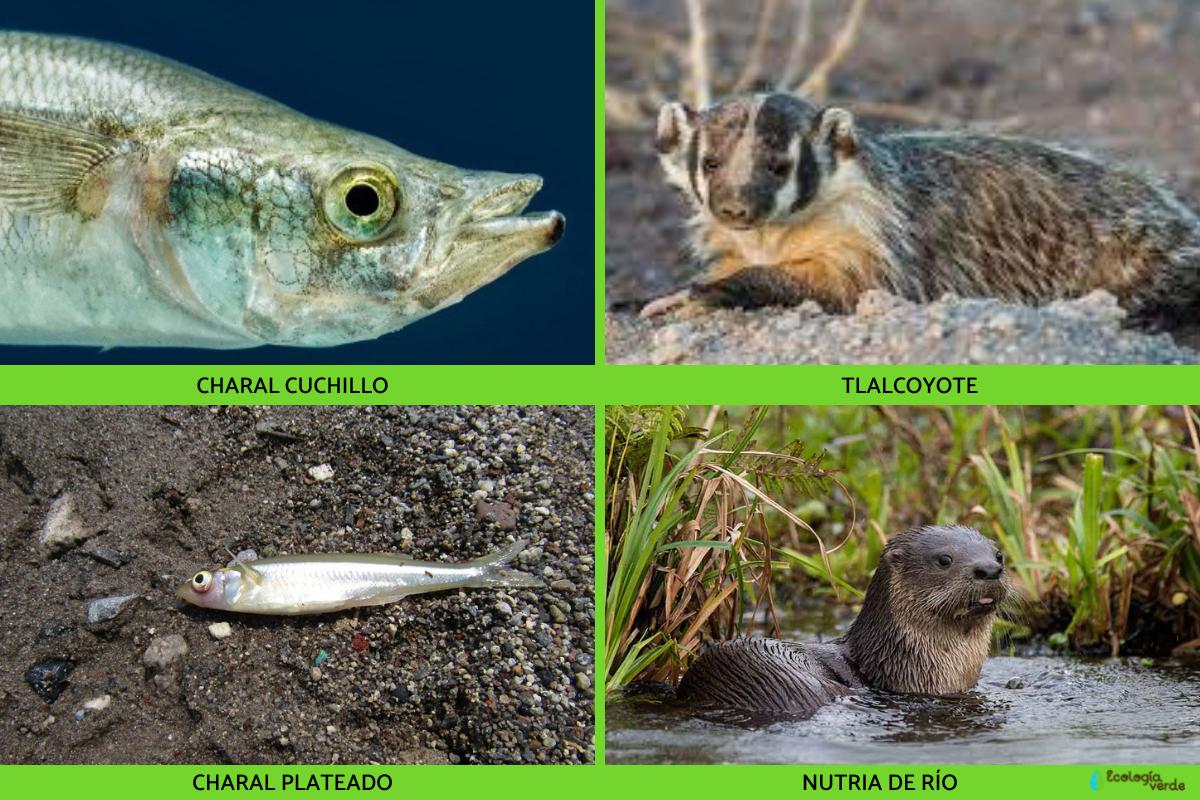 20 animales en peligro de extinción en Guanajuato Nombres y FOTOS 20 animales en peligro de extinción en Guanajuato Nombres y FOTOS