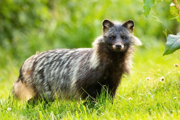 Tanuki o Nyctereutes procyonoides - Características del tanuki