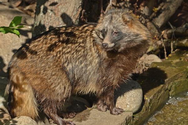 Tanuki o Nyctereutes procyonoides - Comportamiento del tanuki