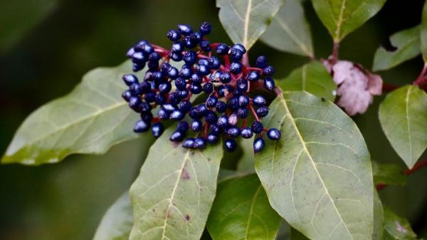 Parece una hortensia, pero es un arbusto mucho más fácil de cuidar: sus flores blancas llenan de vida cualquier jardín - Estos son los cuidados que necesita el viburno para crecer fuerte y florecer