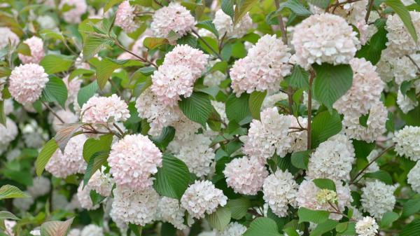 Parece una hortensia, pero es un arbusto mucho más fácil de cuidar: sus flores blancas llenan de vida cualquier jardín - Flores blancas, forma redondeada y pocos cuidados: así es el viburno