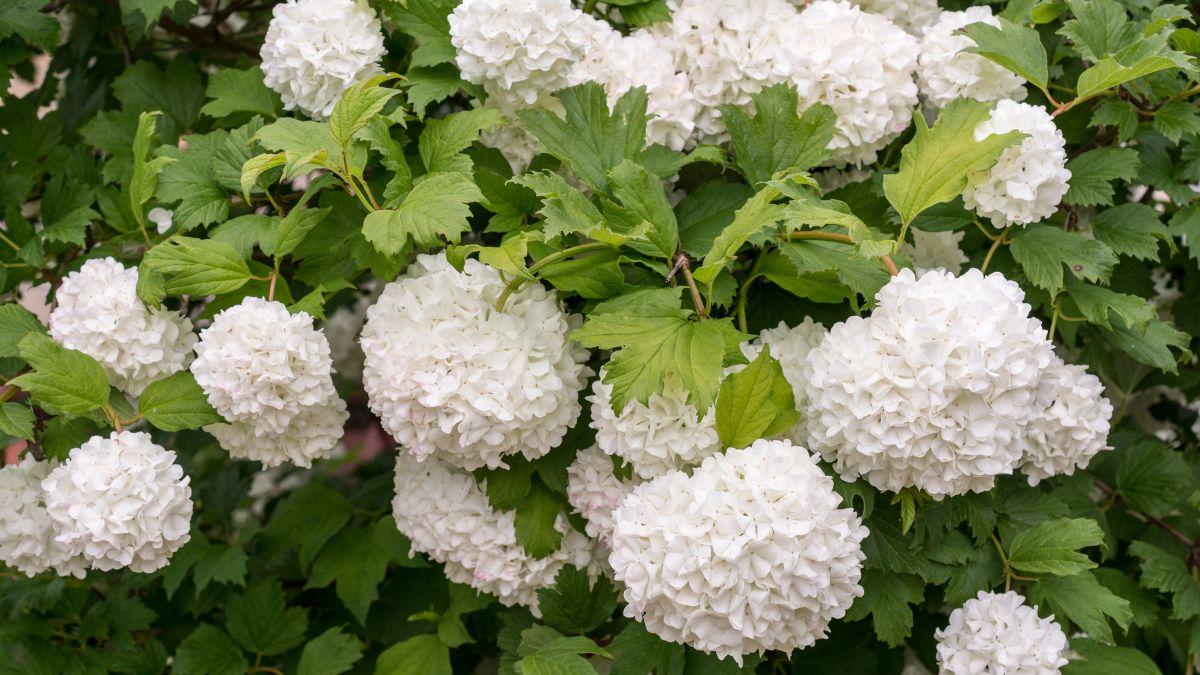 Parece una hortensia, pero es un arbusto mucho más fácil de cuidar: sus flores blancas llenan de vida cualquier jardín