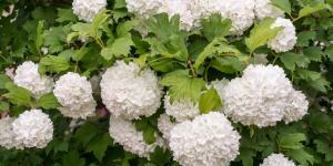 Parece una hortensia, pero es un arbusto mucho más fácil de cuidar: sus flores blancas llenan de vida cualquier jardín