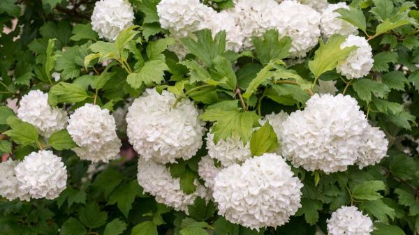 Parece una hortensia, pero es un arbusto mucho más fácil de cuidar: sus flores blancas llenan de vida cualquier jardín