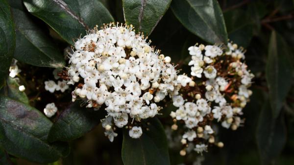 Parece una hortensia, pero es un arbusto mucho más fácil de cuidar: sus flores blancas llenan de vida cualquier jardín - Puede alcanzar 5 metros y sus flores blancas llenan el jardín de aroma