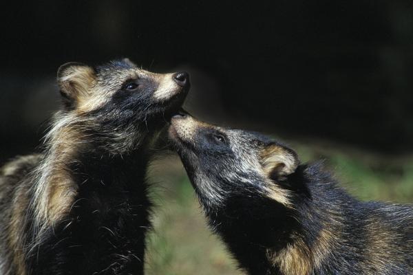 Tanuki o Nyctereutes procyonoides - Reproducción del tanuki