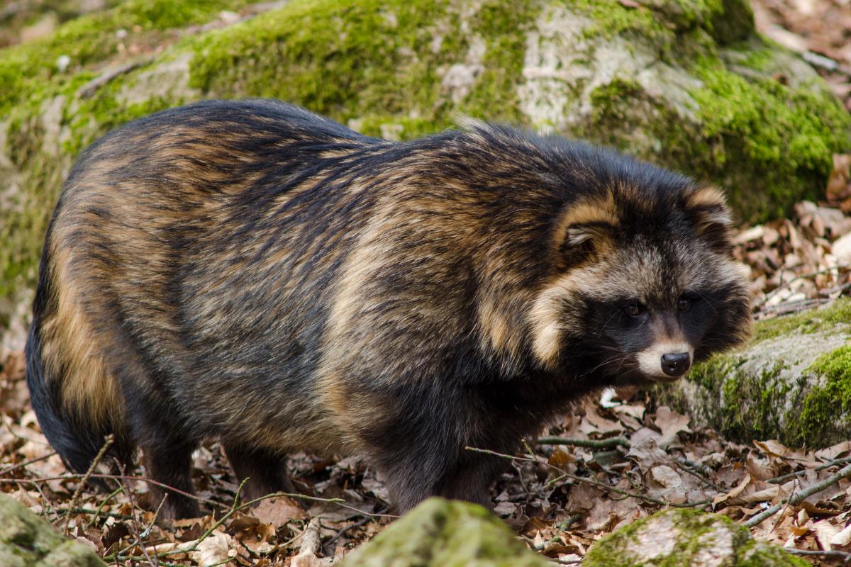 Tanuki o Nyctereutes procyonoides