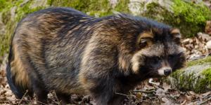 Tanuki o Nyctereutes procyonoides