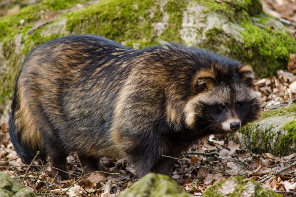 Tanuki o Nyctereutes procyonoides