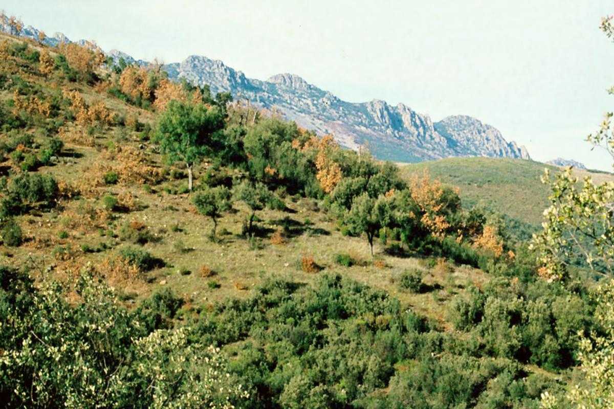 Bosque esclerófilo: qué es, clima y especies