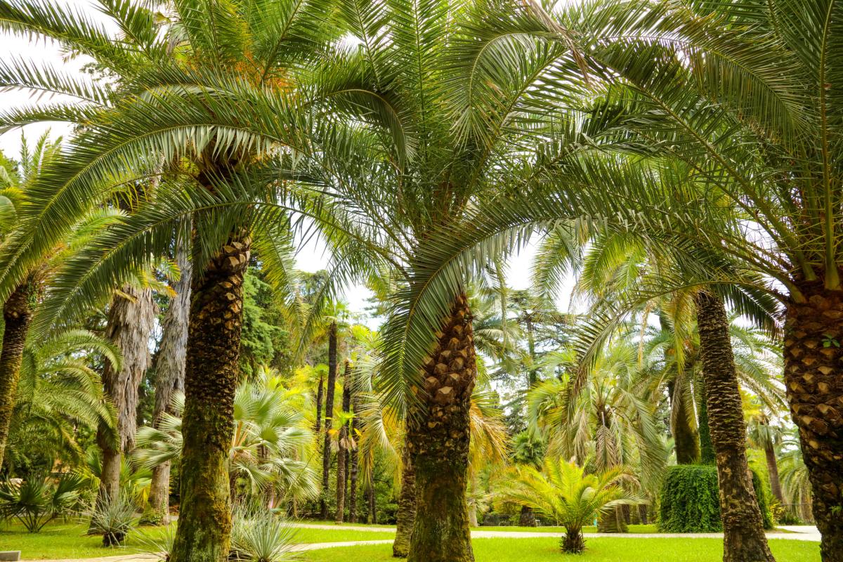 Clima subtropical: qué es, características, flora y fauna