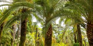 Clima subtropical: qué es, características, flora y fauna