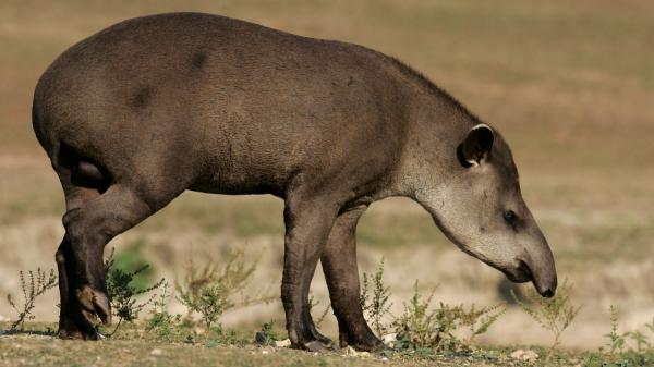Plantaron un millón de árboles sobre una antigua finca ganadera y 25 años después ha regresado un animal que llevaba más de un siglo extinto en la región - El regreso del tapir favorece la regeneración de la Mata Atlántica