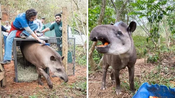 Plantaron un millón de árboles sobre una antigua finca ganadera y 25 años después ha regresado un animal que llevaba más de un siglo extinto en la región - El tapir vuelve a Río de Janeiro tras más de un siglo desaparecido