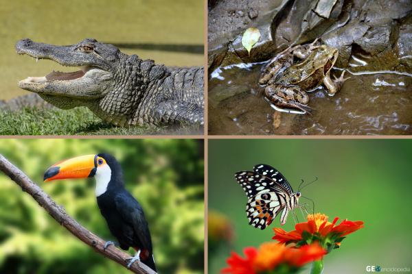 Clima subtropical: qué es, características, flora y fauna - Fauna del clima subtropical