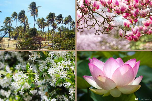 Clima subtropical: qué es, características, flora y fauna - Flora del clima subtropical