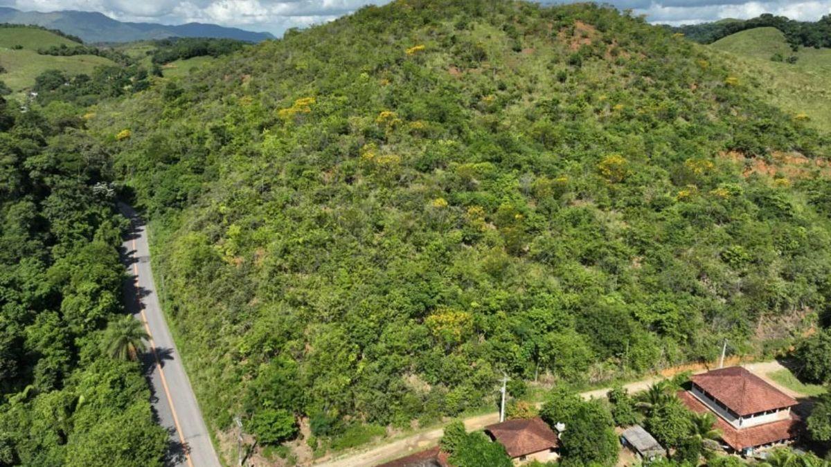Plantaron un millón de árboles sobre una antigua finca ganadera y 25 años después ha regresado un animal que llevaba más de un siglo extinto en la región