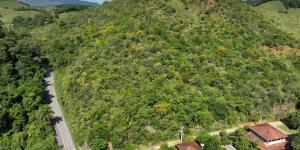 Plantaron un millón de árboles sobre una antigua finca ganadera y 25 años después ha regresado un animal que llevaba más de un siglo extinto en la región