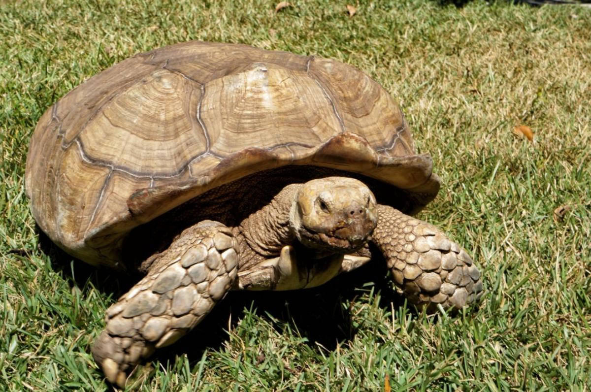 ¿La tortuga es un reptil?