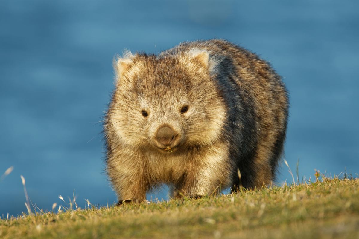 Wombat: qué es, hábitat, excrementos y más curiosidades de este marsupial