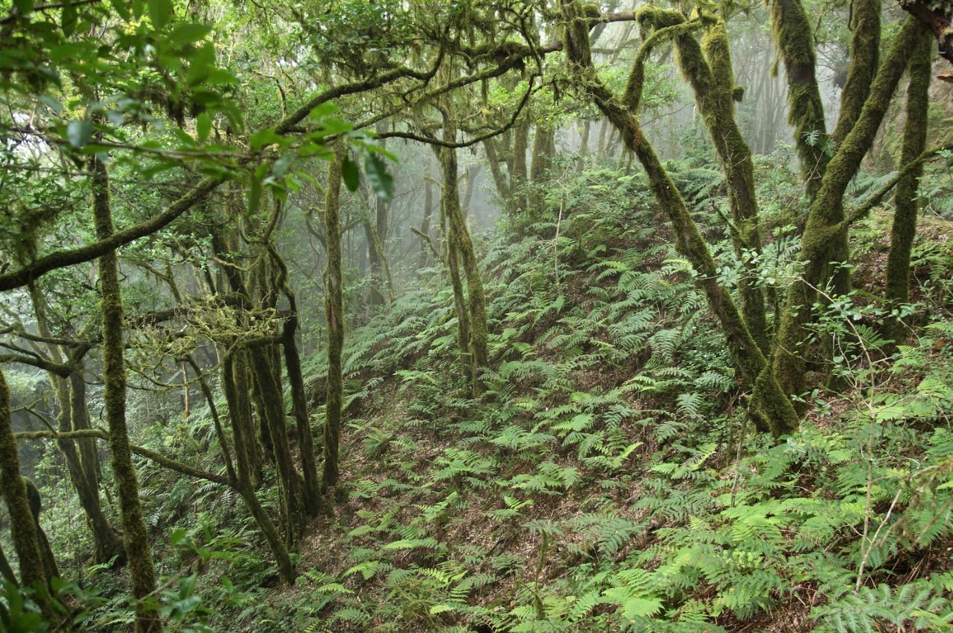 Laurisilva qué es, características y ejemplos Resumen