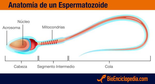 Reproducción sexual en seres vivos - Reproducción sexual en seres humanos