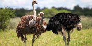 Avestruces: características, tipos, dónde viven y qué comen