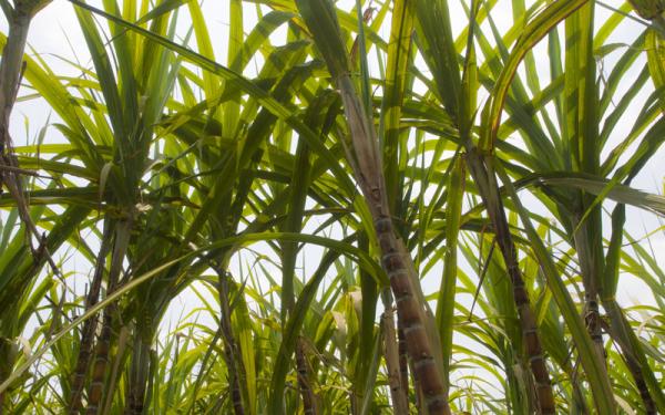 Caña de Azúcar - Características de la caña de azúcar