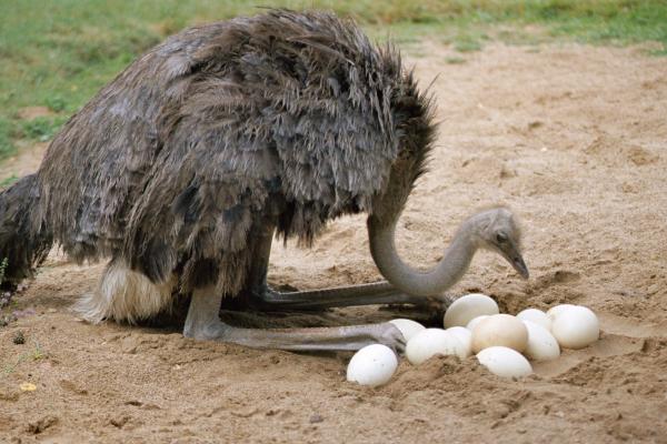 Avestruces: características, tipos, dónde viven y qué comen - ¿Cómo se reproducen los avestruces?
