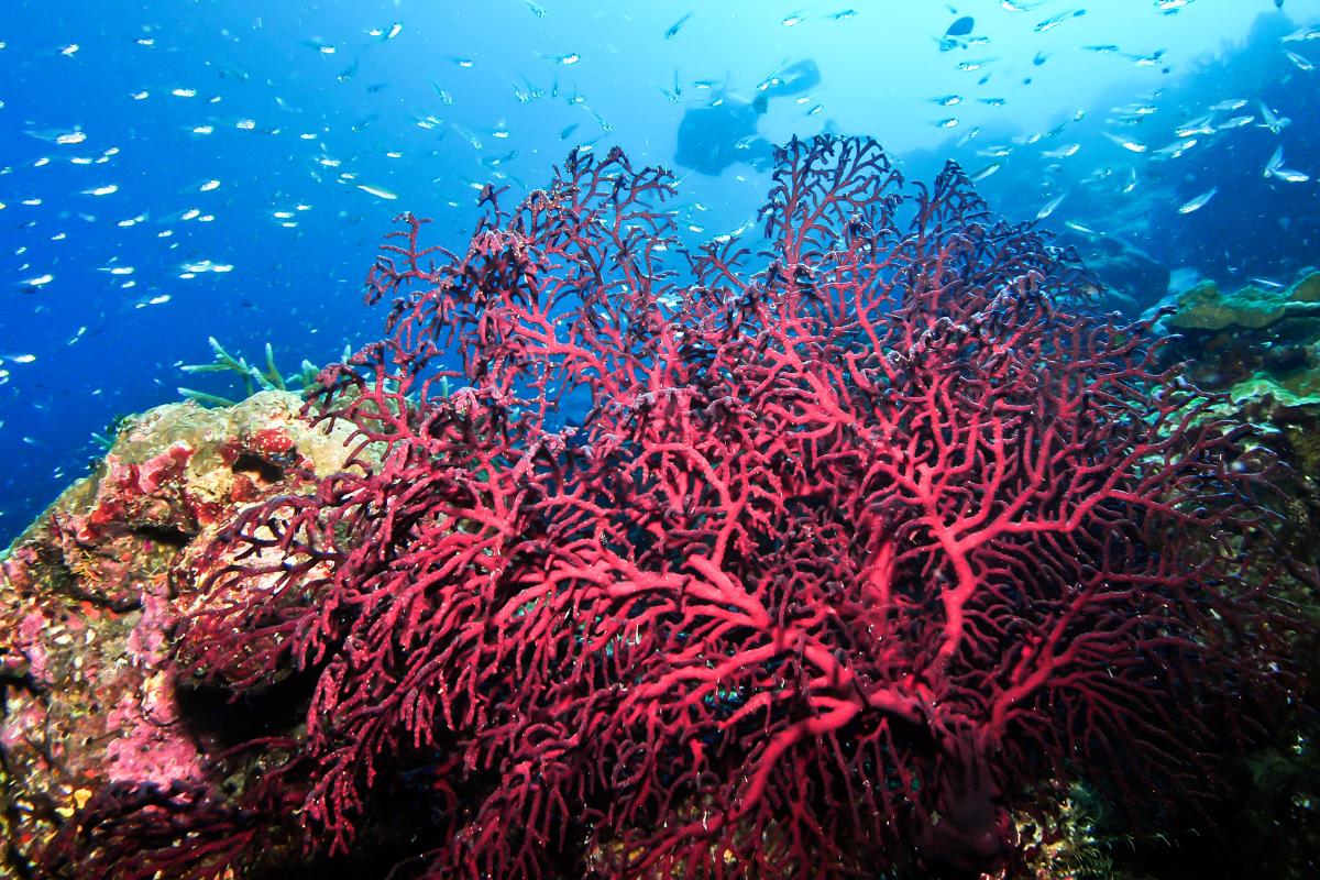 Gorgonia: características, hábitat y alimentación