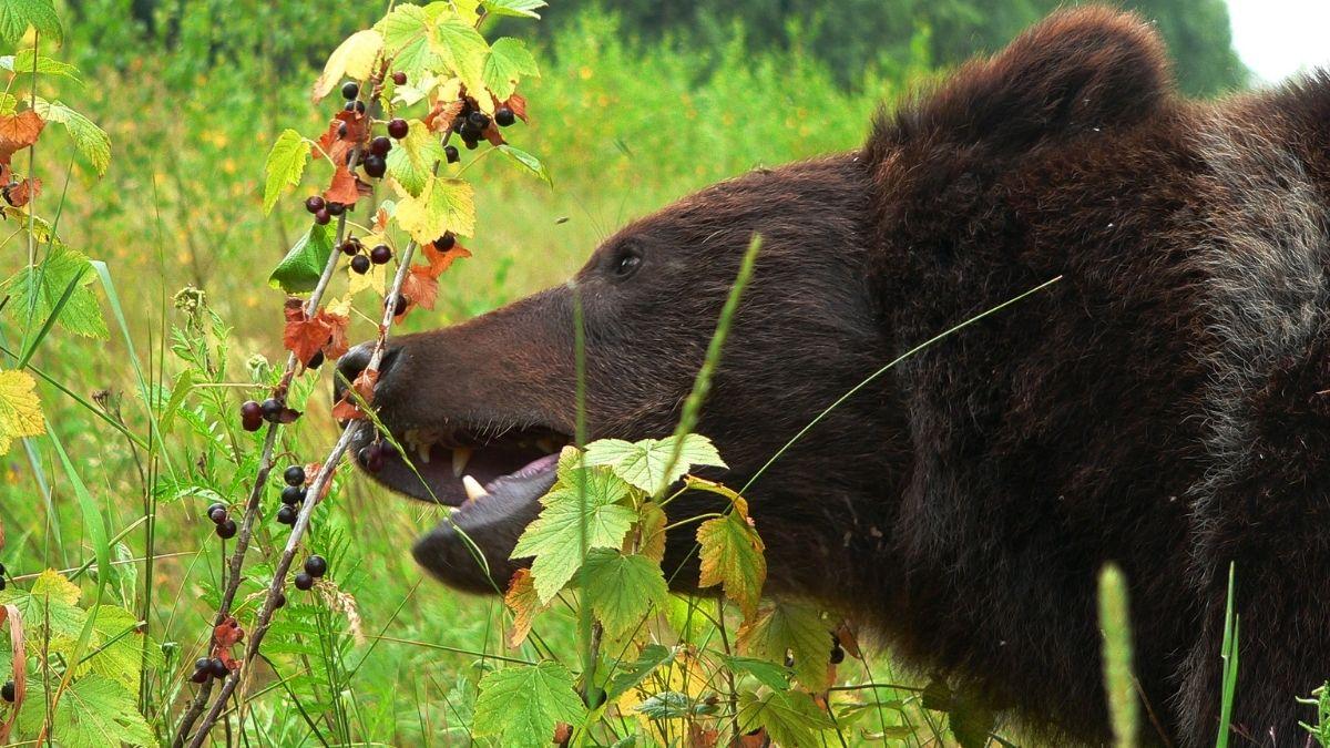 Los osos podrían dejar de ser grandes depredadores: el cambio de dieta que alerta a la ciencia