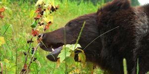 Los osos podrían dejar de ser grandes depredadores: el cambio de dieta que alerta a la ciencia