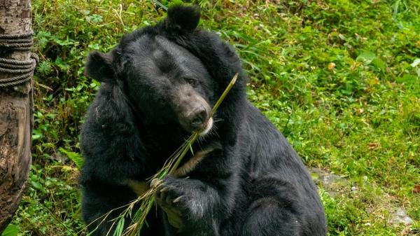 Los osos podrían dejar de ser grandes depredadores: el cambio de dieta que alerta a la ciencia - Más calor, más plantas: la ecuación que cambia su dieta
